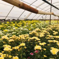 گل داودی به قیمت گلخانه|گل و گیاه طبیعی|پاکدشت, پاکدشت (مامازند)|دیوار