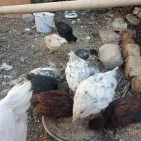 فروش انواع نژادهای جوجه مرغ رسمی