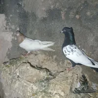 کفتر آلمانی