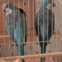 جفت مولد راهب|پرنده|اصفهان, نصرآباد|دیوار