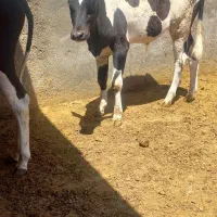 گوسال نر