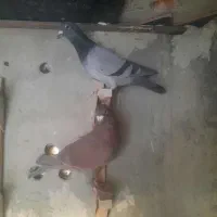 کفتر|پرنده|مرودشت, تامین اجتماعی‎|دیوار