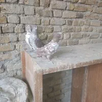 ۱۰تا کبوتر گرگی