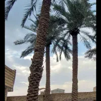 بریدن نخل هرس نخل گرته لقاح سمپاشی تقویت گردافشانی