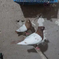 سینه سرخ ماده تک