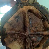 ظرف پذیرایی روستیک