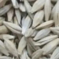 جو بذری و خوراک دام