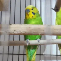 مرغ عشق انگیلیسی نر