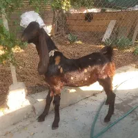 نر بز افغانی پلنگی|حیوانات مزرعه|شوش, |دیوار