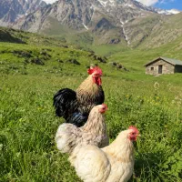 عکس مربوط به مرغ و خروس کوشین است
