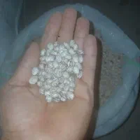 لوبیا چیتی ممتاز