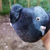کبوتر نر|پرنده|صومعه‌سرا, |دیوار