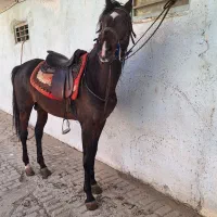 اسب کرد شش دانگ باشجره