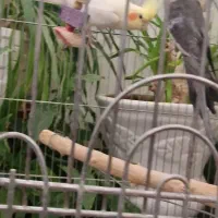 جفت عروس هلندی