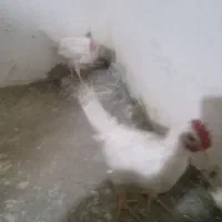 جوجه خروس