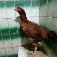 مرغ لاری کرکشو|حیوانات مزرعه|رشت, استقامت ۱|دیوار