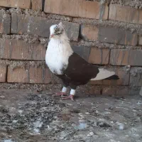 کله سفید ماده عطیقه|پرنده|کارون, |دیوار