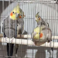 عروس هلندی نر ماده سخنگو|پرنده|چغادک, |دیوار