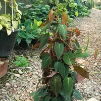 بوته و..|گل و گیاه طبیعی|قائم‌شهر, |دیوار