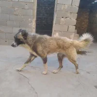 توله افغان خالص