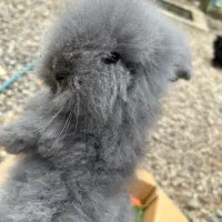 خرگوش لوپ ترکیش عروسکی|موش و خرگوش|تولم شهر, |دیوار