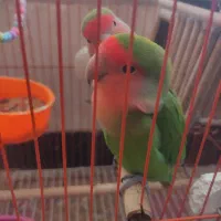 طوطی برزیلی|پرنده|سپیدان, |دیوار