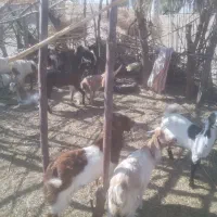 فروشی|حیوانات مزرعه|کهنوج, |دیوار