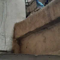 فروش کبوتر با قفس