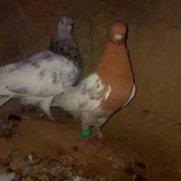 ۱۰ تا .کفتر .معاوضه دارم