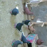 کفتر همه باهم دانه ۵۰۰