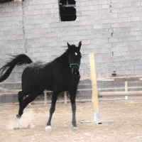 مادیون عرب اصیل