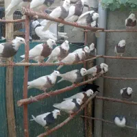 کبوتر طوقی در رنگ های مختلف و کبوتر شامپیون