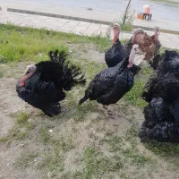 بوقلمون