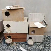 لانه عروس هلندی