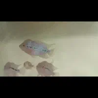 ماهی فلاور هورن تعداد زیاد 20هزار الی 300هزار|ماهی|مشهد, رسالت|دیوار