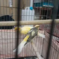 قناری نر سوپر