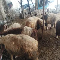 بره|حیوانات مزرعه|شوشتر, |دیوار