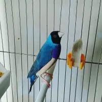 فنچ گلدین آبی وسبز|پرنده|تهران, چهارصد دستگاه|دیوار