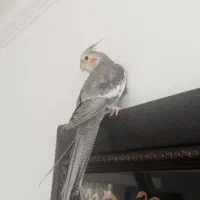 عروس هلندی سخنگو