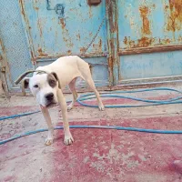 سگ داگو آرژانتینی