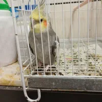 عروس هلندی نر جوان و سالم، دستی ،