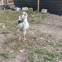 مرغ و جوجه های فول کیفیت گلین|حیوانات مزرعه|سمنان, |دیوار