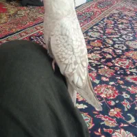 عروس هلندی آلبینو|پرنده|فرح دشت, |دیوار