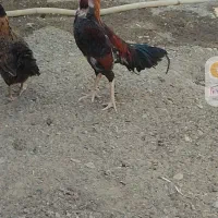 خروس جوان سالم سرحال