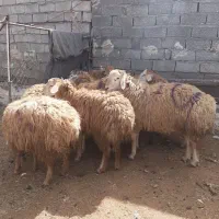 گوسفند و بره نر برای قربانی|حیوانات مزرعه|اردبیل, |دیوار