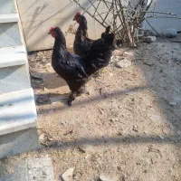 مرغ وخروس مرندی