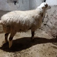 قوچ دورگ مهربان و مغان