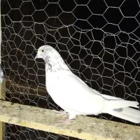 کبوترپرشی|پرنده|میلاجرد, |دیوار