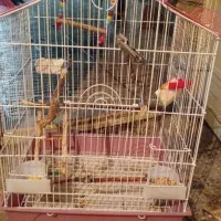 قفس عروس هلندی|لوازم جانبی حیوانات|بلداجی, |دیوار