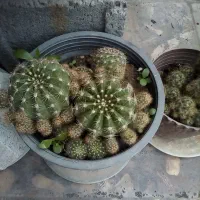 فروش تعدادی گل|گل و گیاه طبیعی|آمل, |دیوار